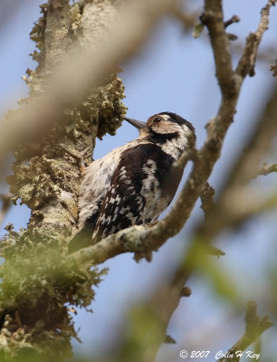 woodpeckers