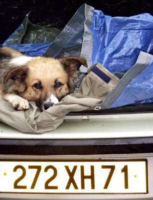 Louhans Market: seller's dog