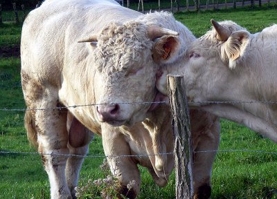 Charolais bulls in affection 2