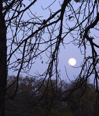Chantilly Moonrise