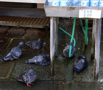 Venice (Venezia) Pigeons