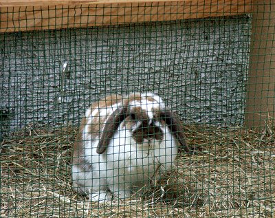 Monsieur Lapin, my friend Kathy's rabbit