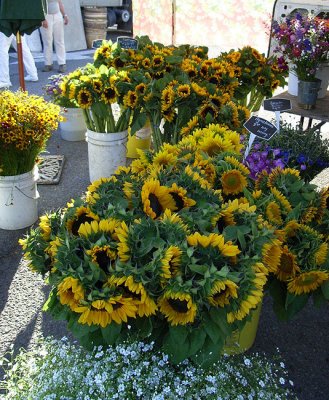 Marin County Farmer's Market