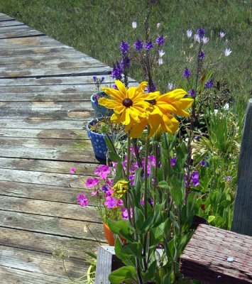 Greenbrae Boardwalk