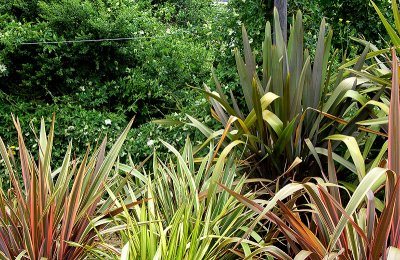 visit to Mill Valley, Ca nursery