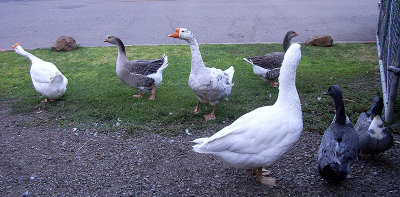 Joanne's Geese