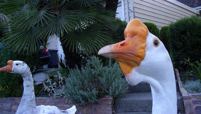 Joanne's Geese (Louis, my buddy)