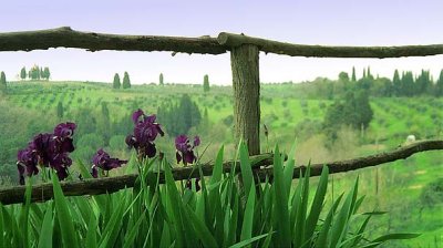 Tuscan (Toscana) Iris