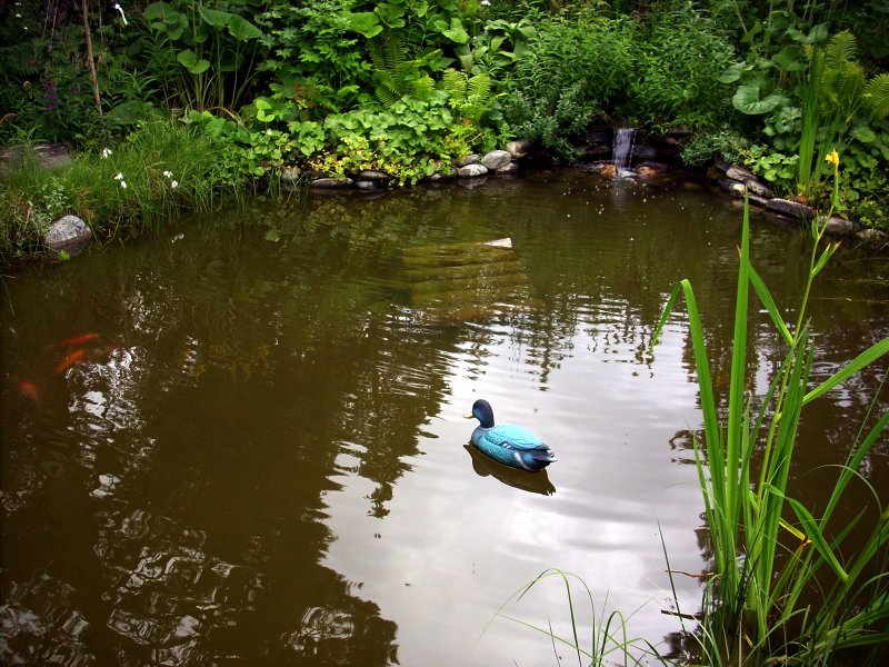 Can you see three little orange fish? I can..