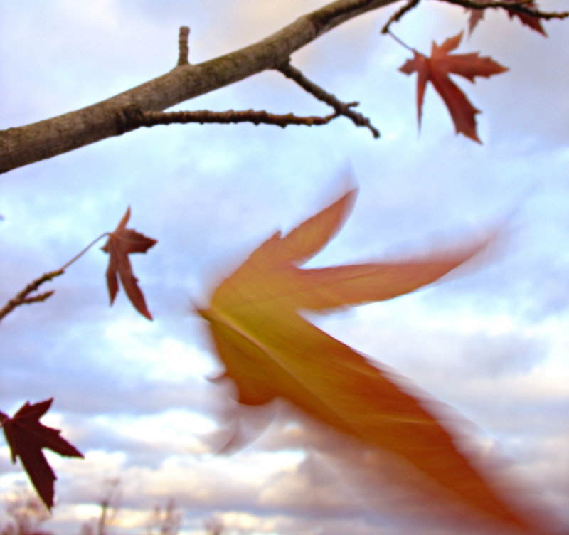 Another Leaf is Falling by PMCC