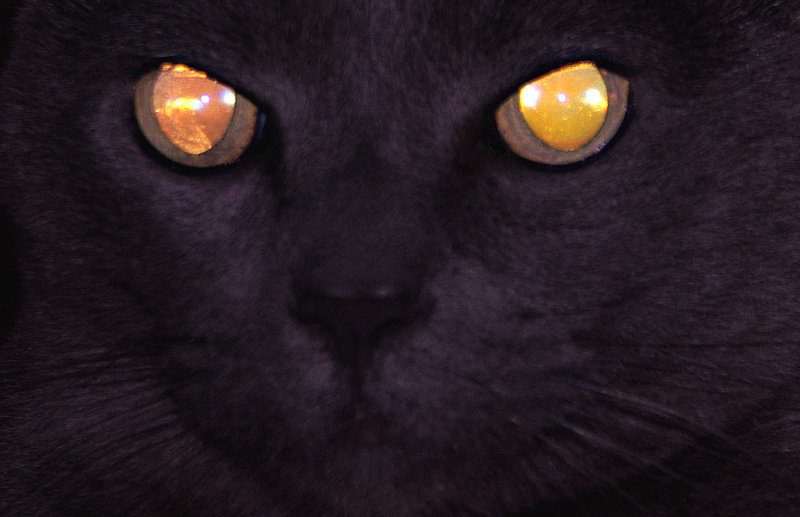 Angel Eyes?