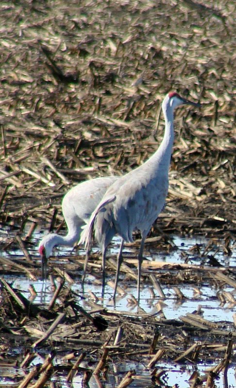 Cranes Go Up and Down<br>by Ed Lindquist