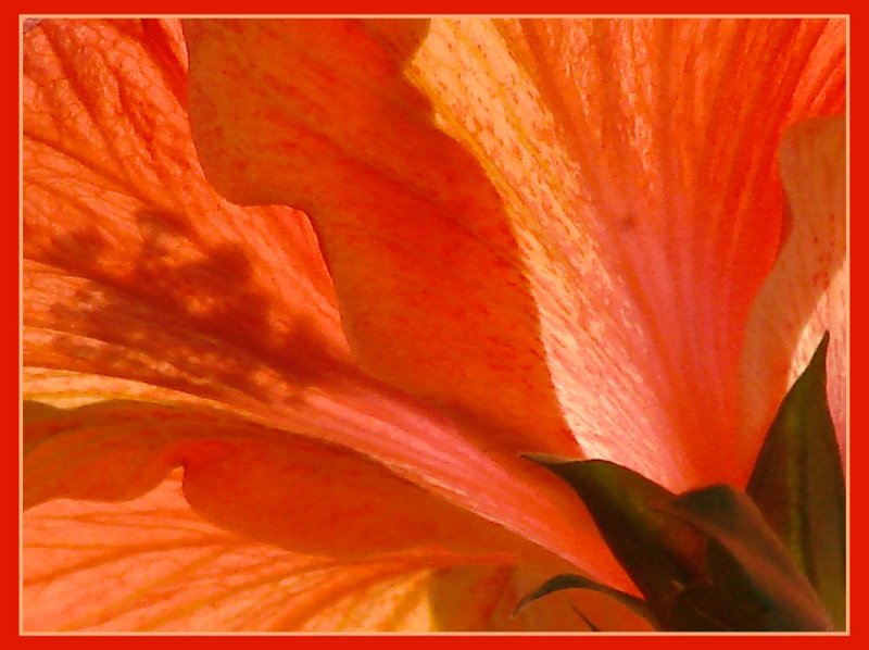 Tranparent Hibiscus* <br> by pengu1n