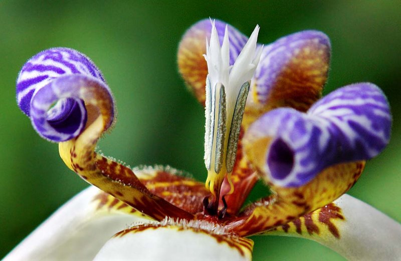 8th: Tropical flower<br>by jrdu