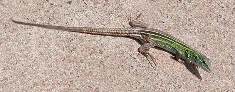 Long Tail ...