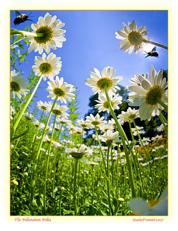 6th Place<br>The Pollination Polka<br>Fremiet