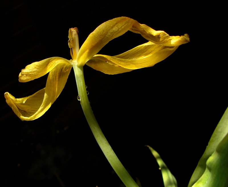 Tears of a Fading Tulip<br>by Dale Hardin