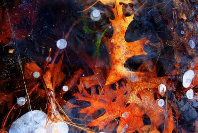 Fall Leaves In A Frozen Pond