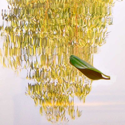 The Leaf is Dreaming of the Treeby John Dunn