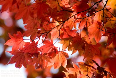 Translucent Leaves