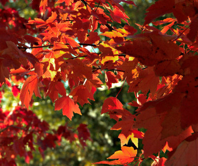 Red Leaves in 3D