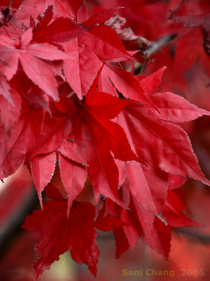 Red Red Leaves