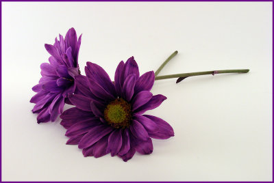 Purple Daisies*by photocat37 (inspired by Stacy R.)