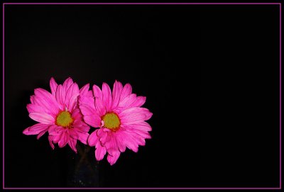 Pink Daisies<BR>by Photocats Wife