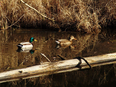 ducking into the weeds by Bev Brink