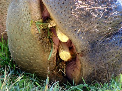 Two BIG Hippo Teeth