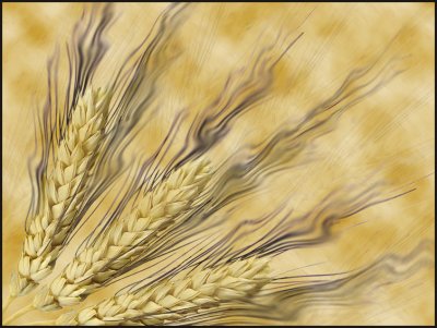 HMEnchanted Wheat