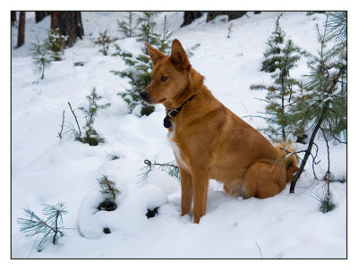 Loki in Winter*by mlynn