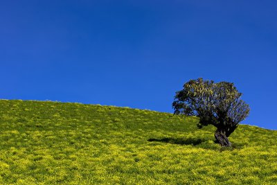 Lone tree hill... spring   - by Carlos Chacon