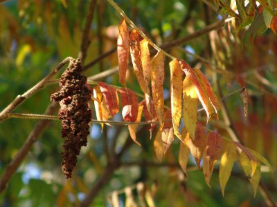 Sumac by Bev Brink