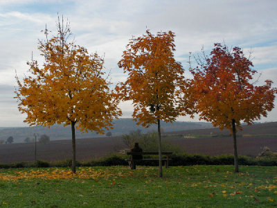 Autumn in Burgundy