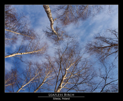 5th (tie)Leafless Birch*