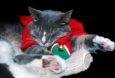Christmas Cat Nap*