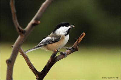 Chickadee