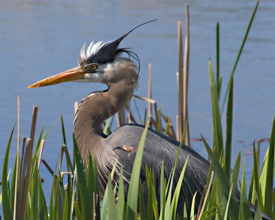 Blue Heron