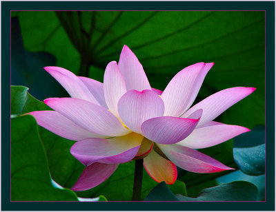 6th: lotus<br>by jrdu