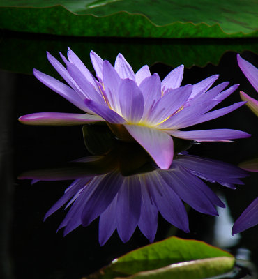 HMWater Lily Reflections*