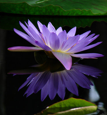 Water Lily Reflections (Denise)