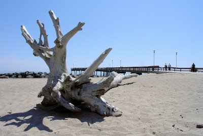 Driftwood