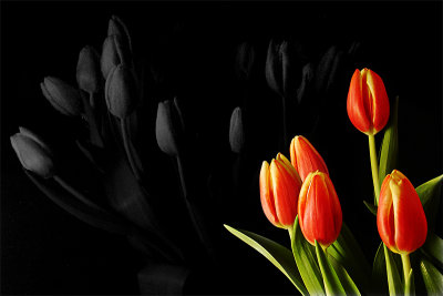 7th PlaceThe Dark Side Of The Bloom*by Franky2005
