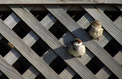 Sparrow Matrixby Carl LaFong