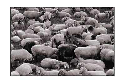 Herd Instinct*by Franky2005