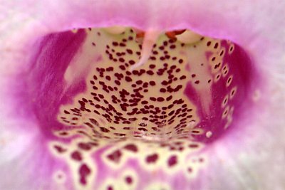 Big Hungry Mouth (Foxglove Flower)