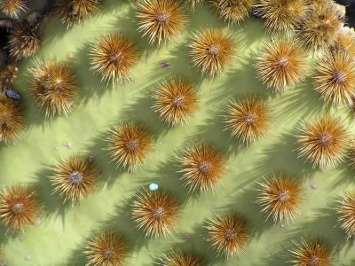 Cactus *by Doris Baillet