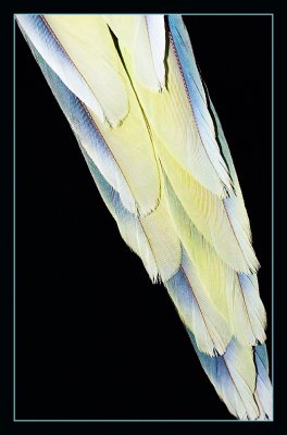 pastel tailfeathers