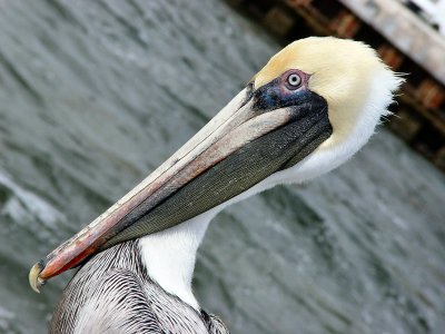 Pelican't fit in Frame!*